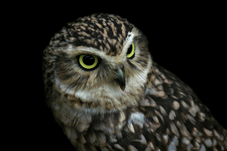 Burrowing Owl, Konijnenuil