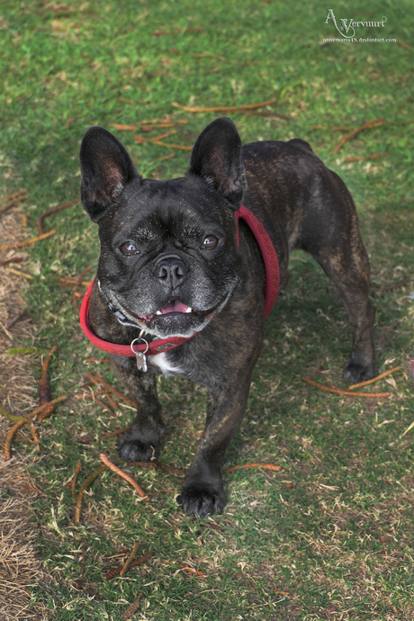 Buldog australie