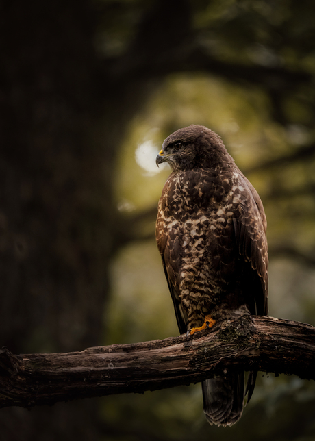 Buizerd