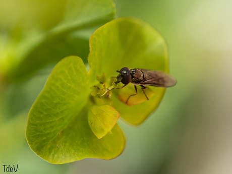 Micaplatvoetje op Euphorbia……