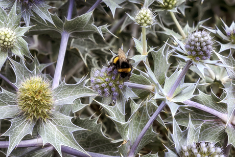 Hommel