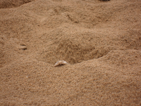 schelp graaft kuil op strand Zandvoort