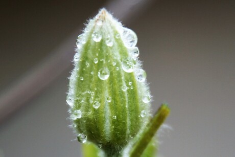 Clematis in de dop