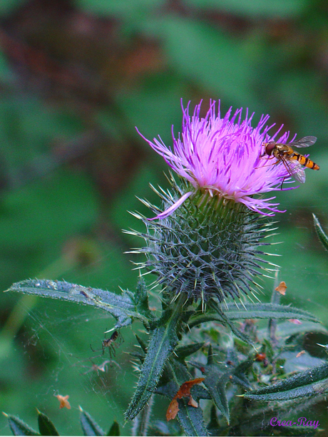 Distel