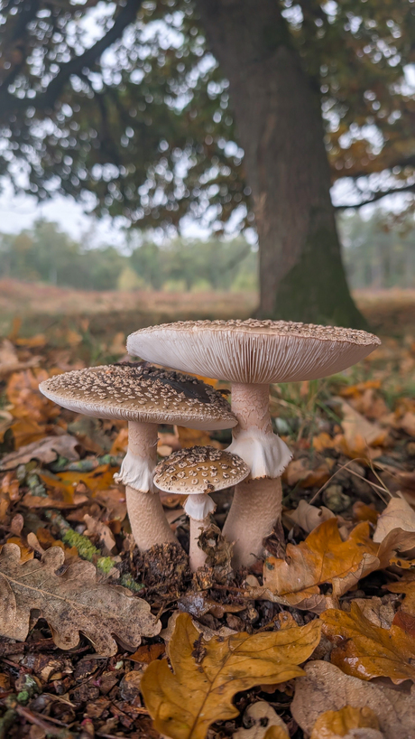 Trio parelamaniet 🍁