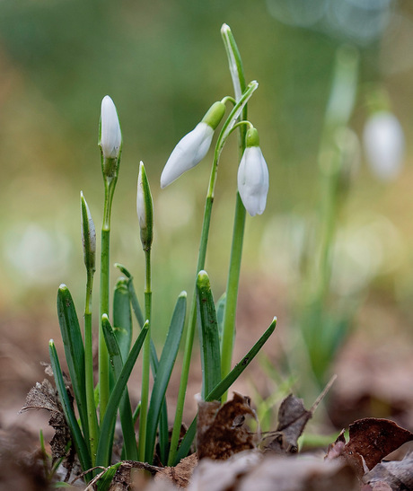 Sneeuwklokjes 