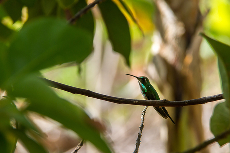 Kolibri