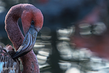 Jonge Flamingo