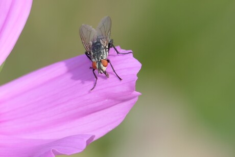 vlieg op cosmea