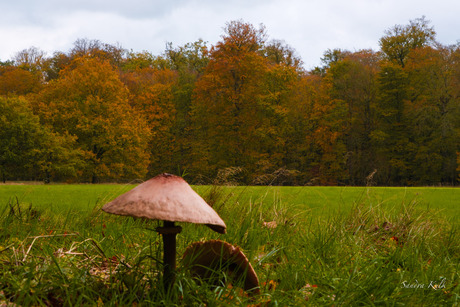 Nog echt herfst 