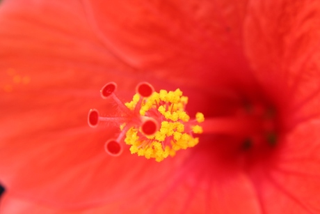 Bloem Hibiscus (macro)