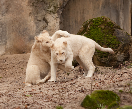 Witte Leeuwtjes