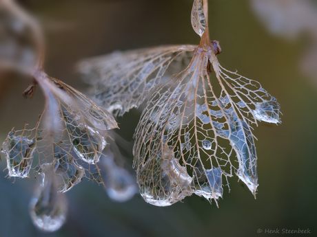 Druppels op restant Hortensia bloem