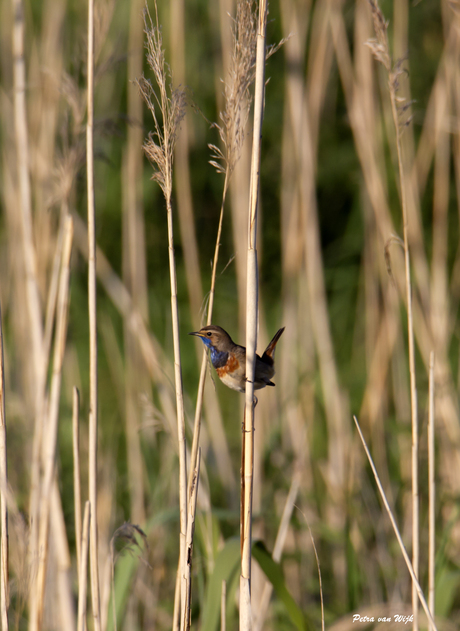 Blauwborst 