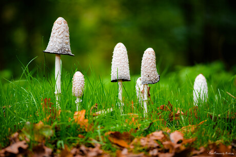 Geschubde inktzwammen