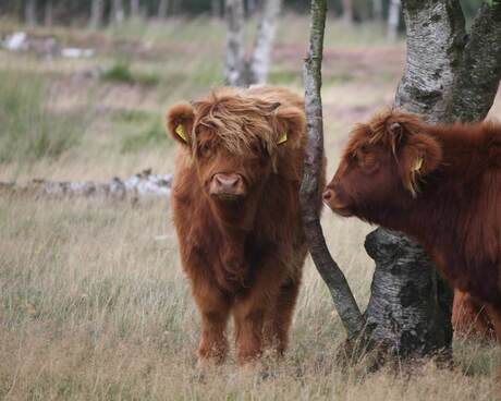 Schotse Hooglanders op Hijkerveld