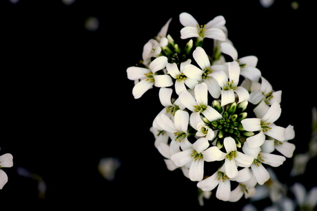Witte bloem op een donkere dag