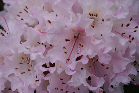 rhododendron