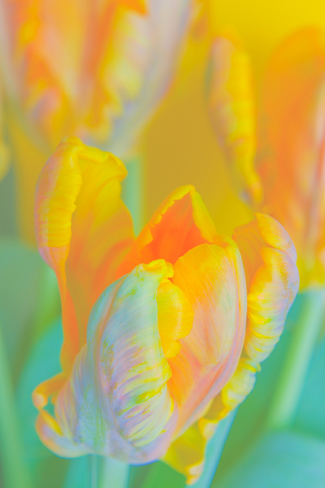 tulp pastel