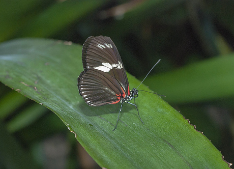 Heliconius doris viridis- (Panama, Honduras)