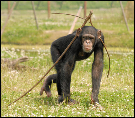 Chimpansee