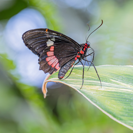 Heliconius melpomene
