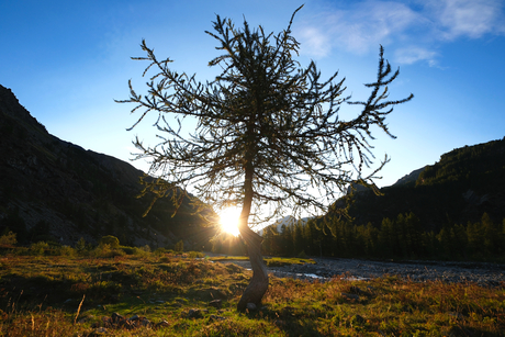 Zonsopgang bij een boom