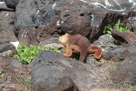 Leguaan op de Galapagos