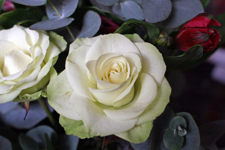 schoonheid van een roos