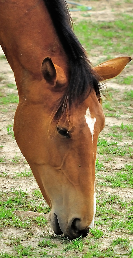 Paard.jpg