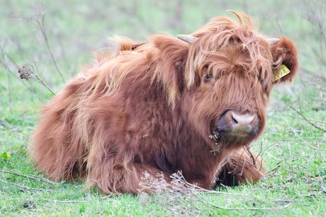 Ik moet echt naar de kapper