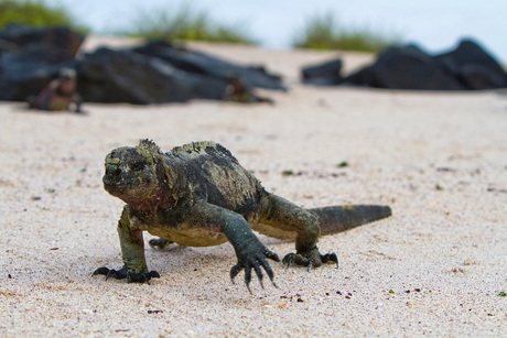 Galapagos: Marine Iguana