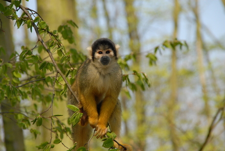 aapje in het gaia park