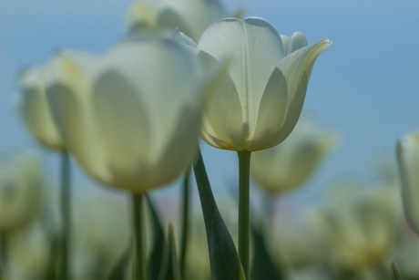 Witte tulpen