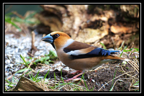 Appelvink