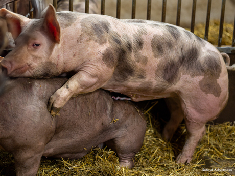 Oeps-Op de kinderboerderij