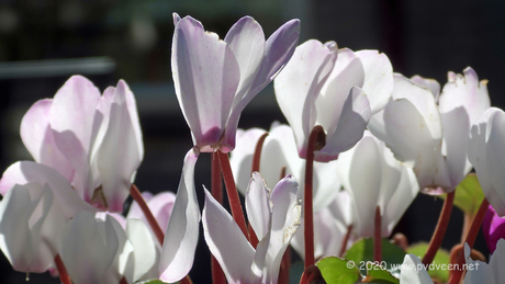 Cyclamen