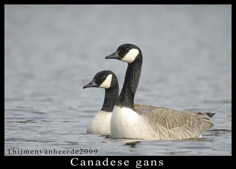 canadese gans