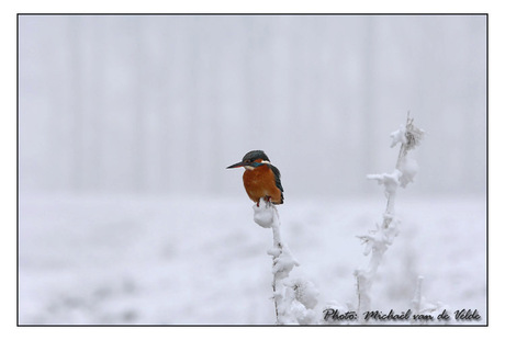 Kingfisher in the snow