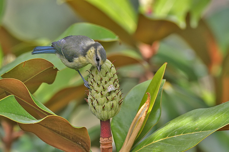 Young blue tit...