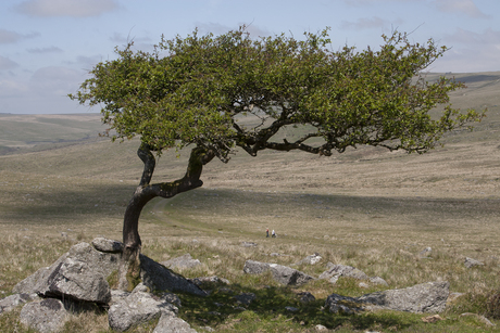 Dartmoor National Park