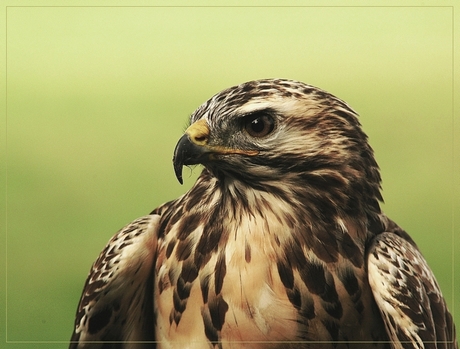 Europese Buizerd