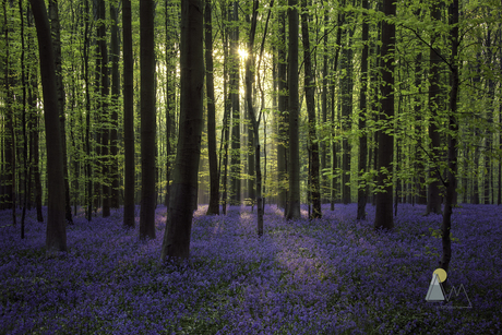 Het Blauwe Bos 