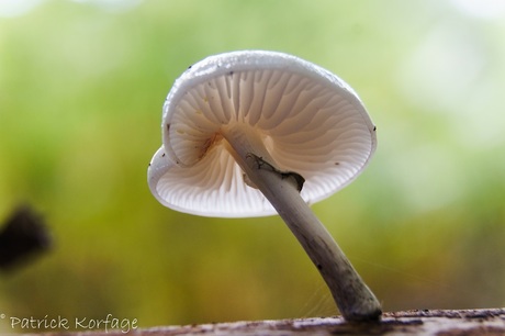 paddenstoel met tegen licht
