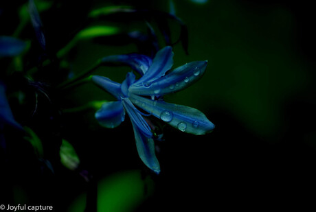 Agapanthus. flower of love