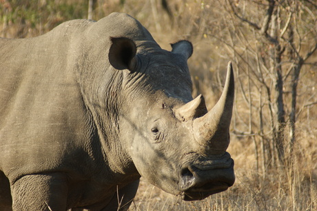 Neushoorn erg dicht bij.