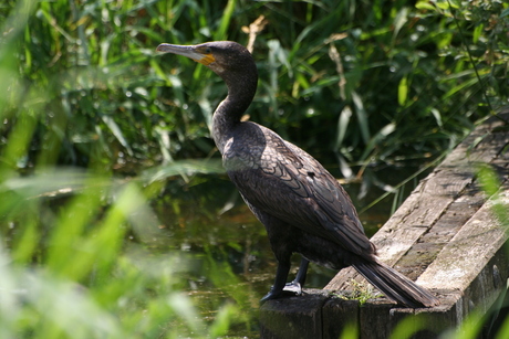 Jonge aalscholver achter het riet