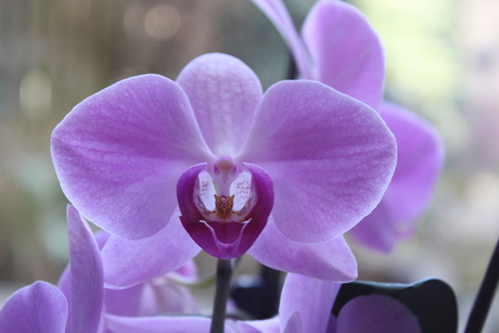 Orchidee