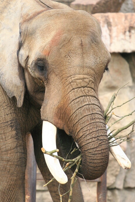 Olifant in Tiergarten Berlin