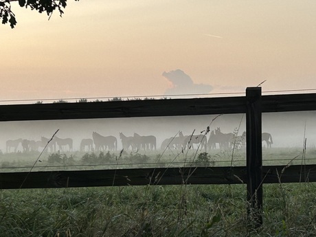 Paarden in de ochtendnevel